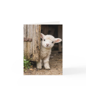 Note Card Lamb Peeking Around a Barn Door