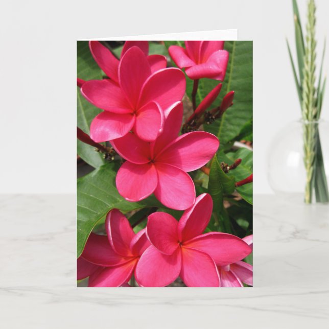 note card - pink plumerias (Front)