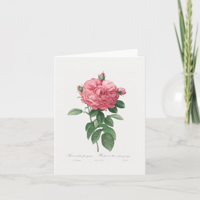 NOTE CARD: REDOUTÉ : FRENCH ROSE NOTE CARD (Front)