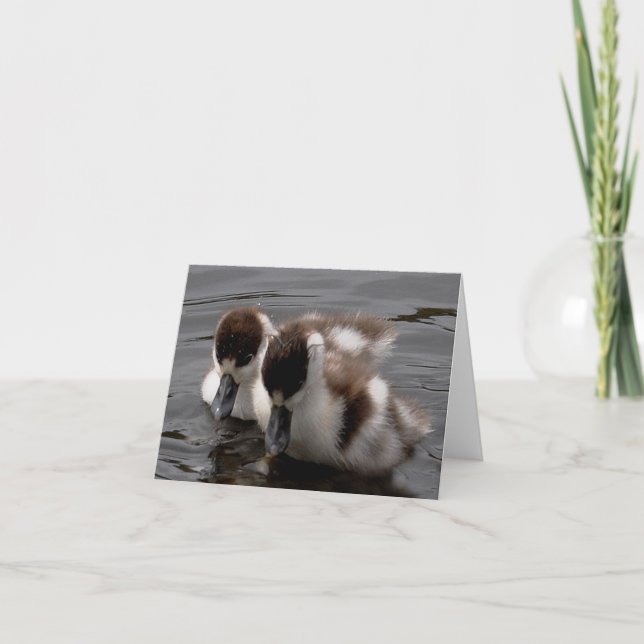 Note Card: Shelduck Chicks 4 Card (Front)