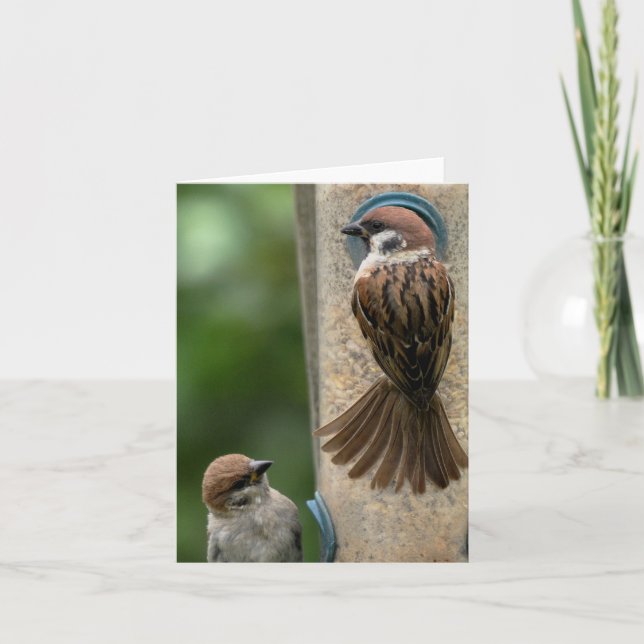 Note Card: Tree Sparrows on Feeder Card (Front)