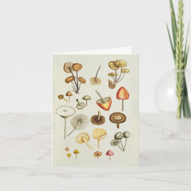 Note Card / Vintage illustration of mushrooms (Front)