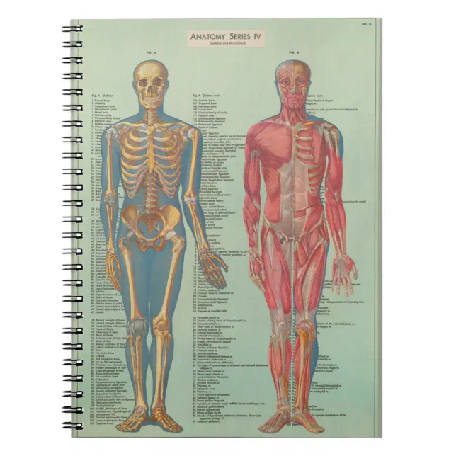 Notebook - Anatomy | Zazzle