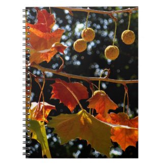 Notebook / Personal Journal - Sycamore and fall
