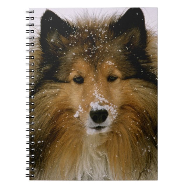 Notebook - Shetland Sheepdog in Snow (Front)