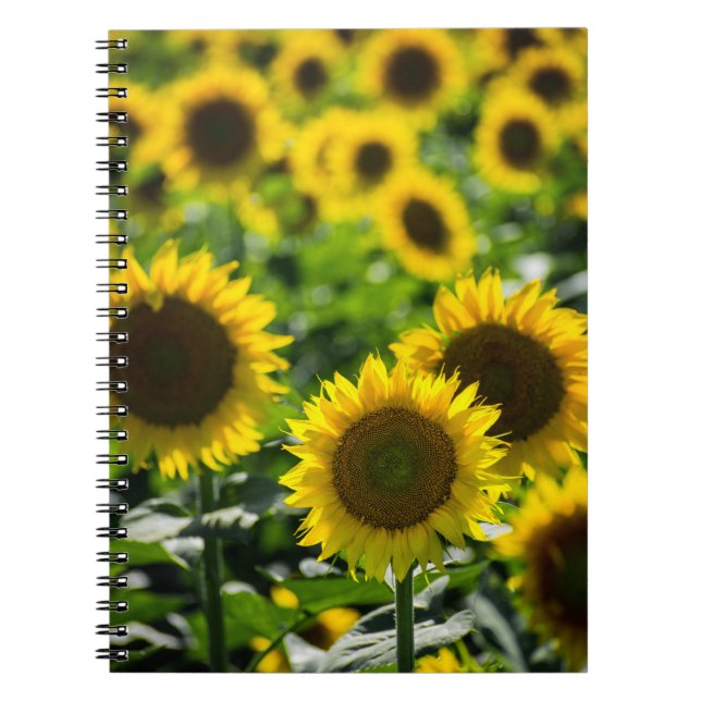 Notebook - The Sunflower Field (Front)