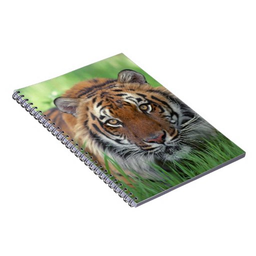 Notebook-Tiger Notebook | Zazzle