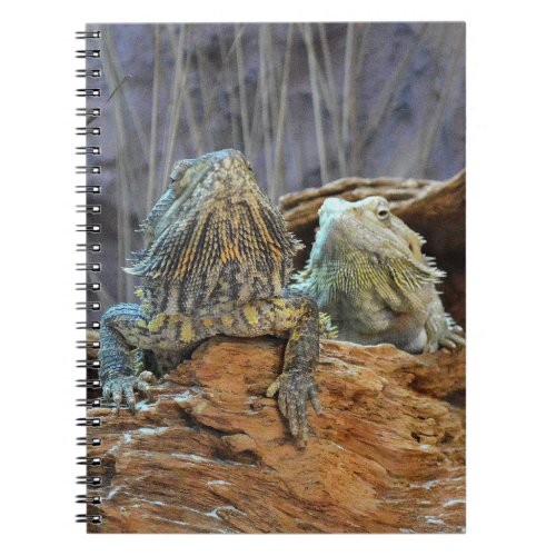 Notebook with two curious lizards