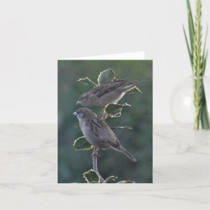Notecard: Betty & Ian's House Sparrows Holiday Card