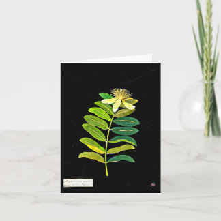 Notecard-Botanical Art-Mary Delany 12 Card