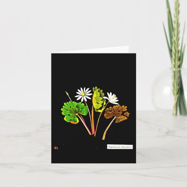 Notecard-Botanical Art-Mary Delany 13 Card (Front)