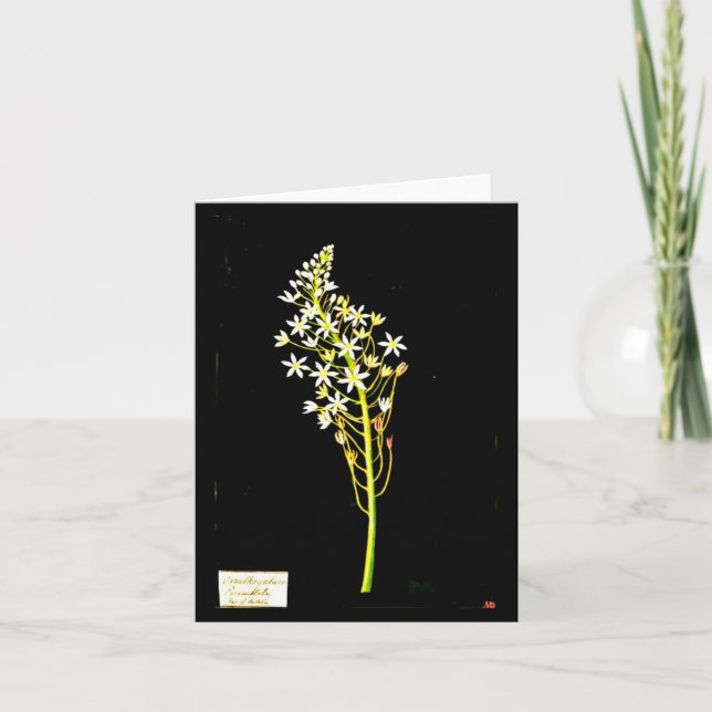 Notecard-Botanical Art-Mary Delany 2 Card (Front)