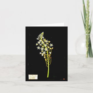 Notecard-Botanical Art-Mary Delany 2 Card
