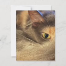Notecard from a Cat's View