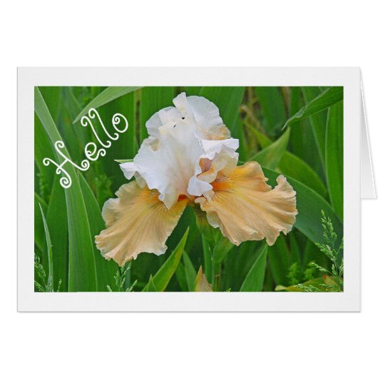NOTECARD, PEACH AND WHITE IRIS/ HELLO /PHOTOG. CARDS (Front Horizontal)