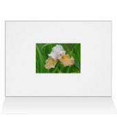 NOTECARD, PEACH AND WHITE IRIS/ HELLO /PHOTOG. CARDS (Inside Horizontal (Top))