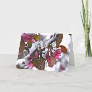 Notecard with Snow on Crab Apple Blossom