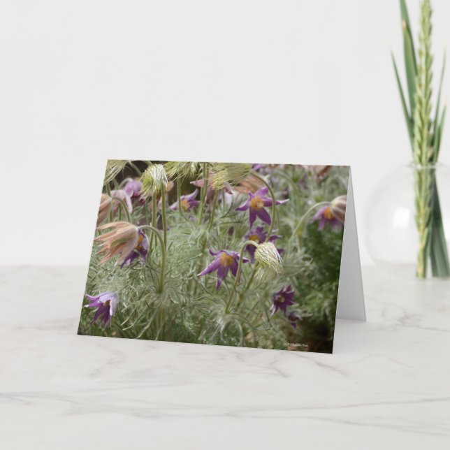 Notecard with Wild Crocus (Front)