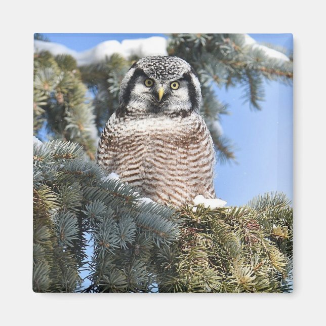Nothern Hawk Owl Magnet  (Front)