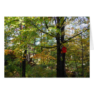 Nothern Orntario autumn forest Cards