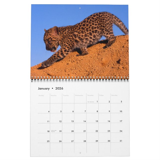 Nothing but Leopards - 2013 Calendar (Jan 2026)