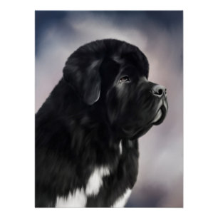 Notta Bear Landseer Newfoundland Poster