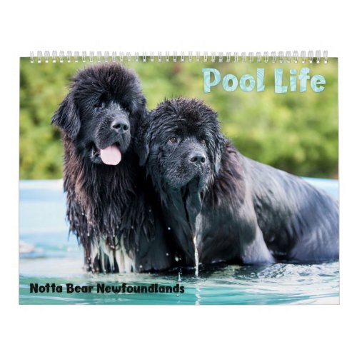 Notta Bear Newfoundlands Pool Calendar