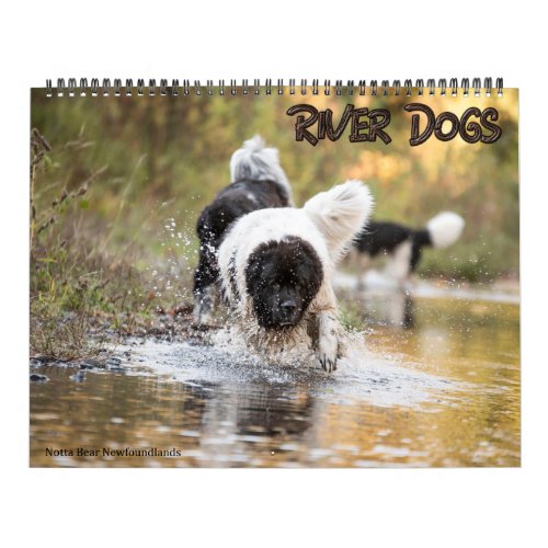 Notta Bear Newfoundlands River Dogs Calendar