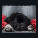 Notta Bear Newfoundlands ShellBea Calendar<br><div class="desc">Beautiful imagery of ShellBea the landseer Newfoundland dog.</div>