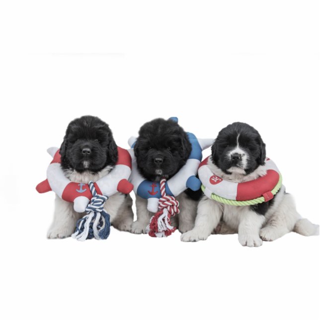 Notta Bear Newfoundlands Water Baby Sculpture (Front)