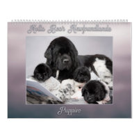 Notta Bear Newfoundlands Year of Puppies