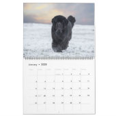 Notta Bear Newfoundlands Year of Shadrach Calendar (Jan 2025)