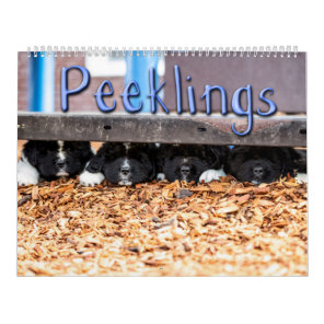 Notta Bear Peeklings Calendar