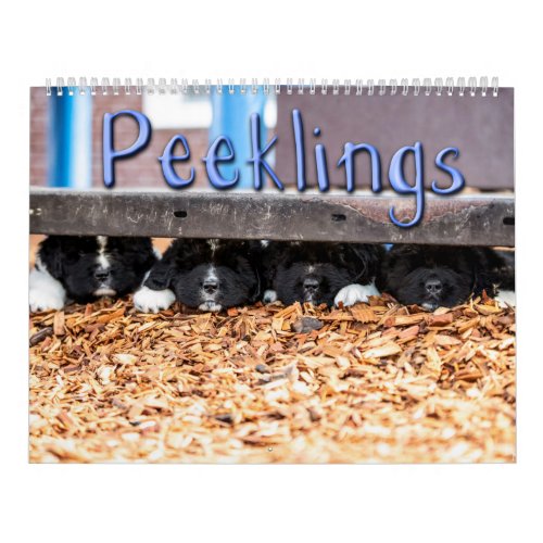 Notta Bear Peeklings Calendar