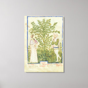 Nouv Acq Lat Celery, from 'Tacuinum Sanitatis' Canvas Print