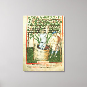 Nouv Acq Lat Gathering and pressing grapes Canvas Print
