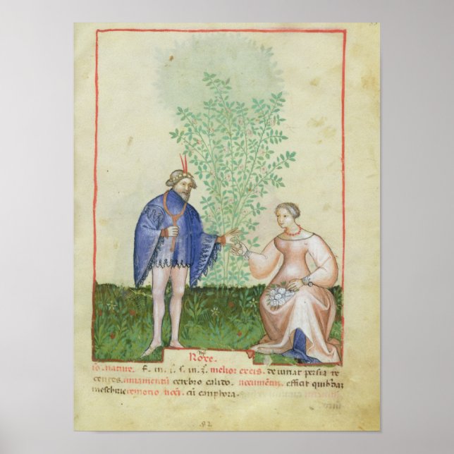 Nouv Acq LatRoses, from 'Tacuinum Sanitatis' Poster (Front)