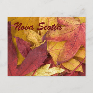 Nova Scotia Autumn Leaves Postcard