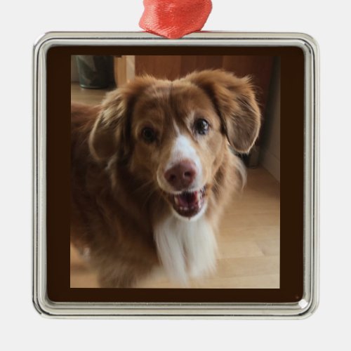 Nova Scotia Duck Tolle Retriever Metal Ornament