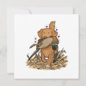 Nova Scotia Duck Tolling Retriever (Back)