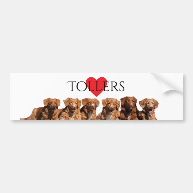 Nova Scotia Duck Tolling Retriever Bumper Sticker (Front)