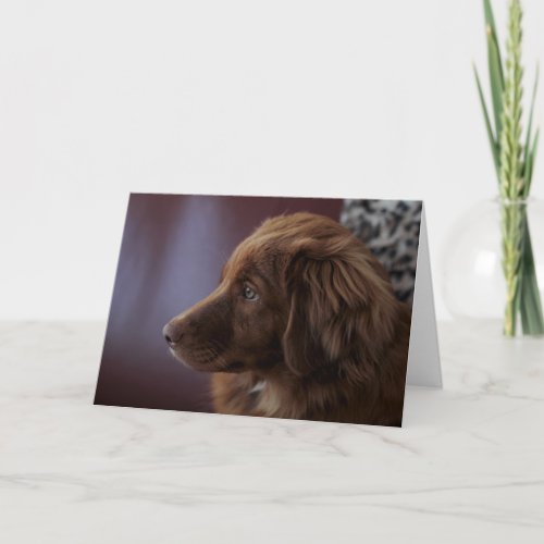 Nova Scotia Duck Tolling Retriever Card