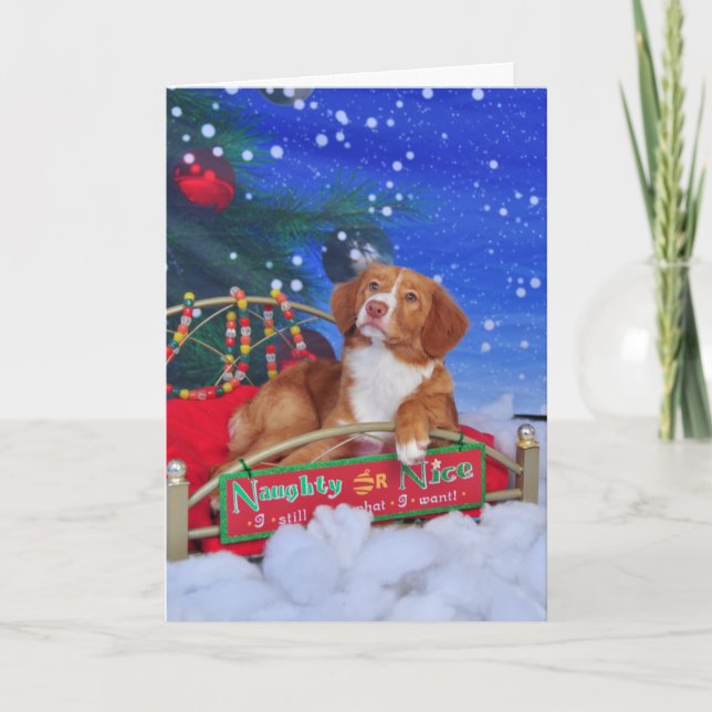 Nova Scotia Duck Tolling Retriever Christmas Card (Front)