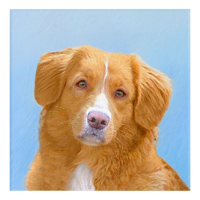 Nova Scotia Duck Tolling Retriever Dog Painting Acrylic Print (Front)