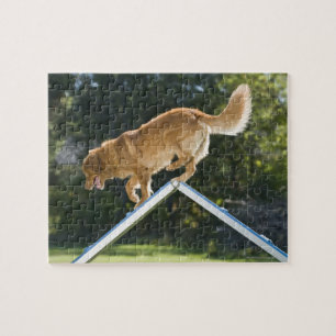nova scotia duck-tolling retriever jigsaw puzzle