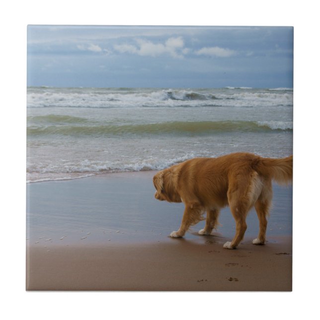 Nova Scotia Duck Tolling Retriever Ocean Cautious Ceramic Tile (Front)