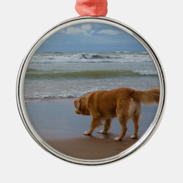 Nova Scotia Duck Tolling Retriever Ocean Cautious Metal Ornament (Front)