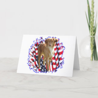 Nova Scotia Duck Tolling Retriever Patriot Card