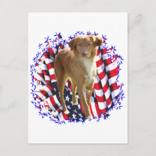 Nova Scotia Duck Tolling Retriever Patriot Postcard
