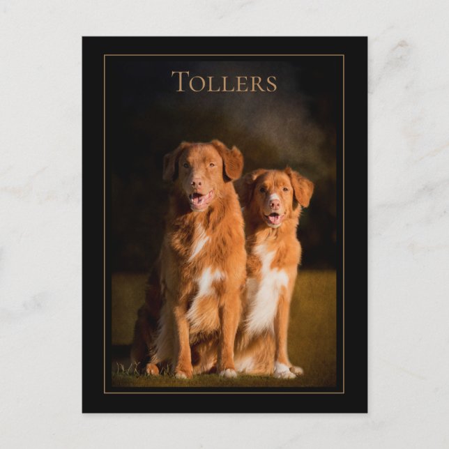 Nova Scotia Duck Tolling Retriever Postcard (Front)